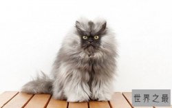 世界上最小的猫排行榜 8大最小型猫品种