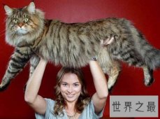 世界上最大的猫排行榜 十大大型宠物猫品种