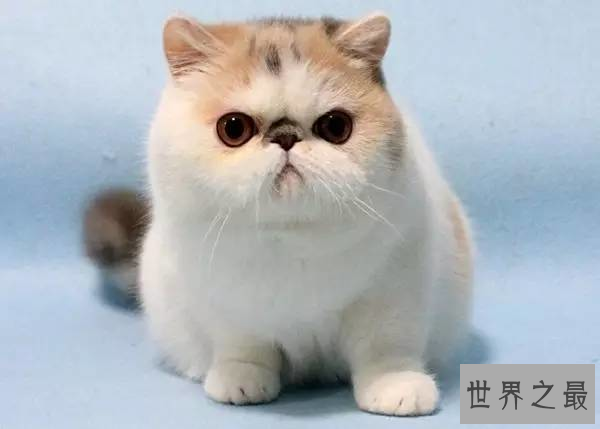 世界最贵的猫排行榜,阿什拉豹猫61万折耳猫英短最便宜