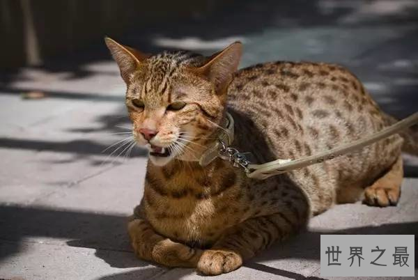 世界最贵的猫排行榜,阿什拉豹猫61万折耳猫英短最便宜