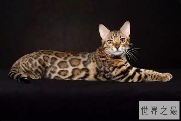 世界最贵的猫排行榜,阿什拉豹猫61万折耳猫英短最便宜
