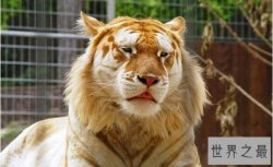 世界最奇特的十大杂交动物排行榜：狮子的头，豹的身体