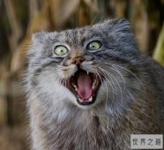 世界上最凶悍的猫：帕拉斯猫500万年未进化