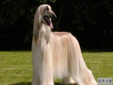 世界上最美的狗排行榜 十大最美宠物狗