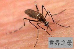 世界上最毒的十大昆虫排行榜，疟蚊每年会导致近200万人死亡
