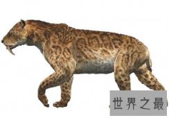 剑齿虎的奔跑时速是多少？剑齿虎体重达300公斤、高1米