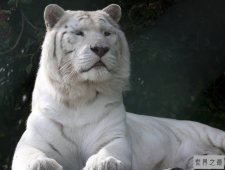 世界上数量最少的老虎，野生纯白虎已灭绝（印度国宝）