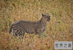 史前最强猎豹，桑给巴尔豹（已灭绝）