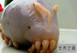 海猪是什么？身怀毒素的生物（内附海猪的图片）