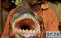 世界上最奇特的动物排行榜，人齿鱼专吃男性睾丸