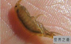 世界上最可怕的寄生虫，贝蒂寄生虫以舌头为食（外星寄生虫）