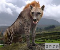 远古最强猛兽：巨鬣狗重达300公斤（内附巨鬣狗vs剑齿虎照片）