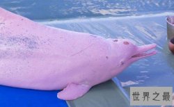 世界上最大的的淡水海豚：粉红瓶鼻海豚灭绝了吗？（长3米）