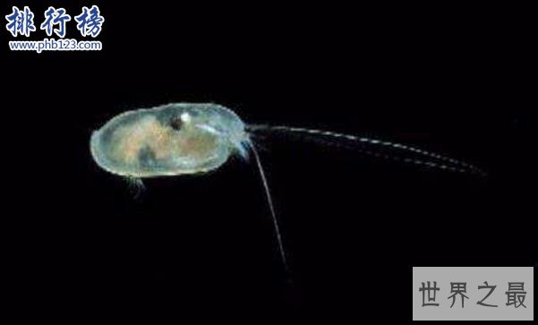 喷火鱼真的会喷火吗？盘点具有超能力的鱼类（内附喷火视频）