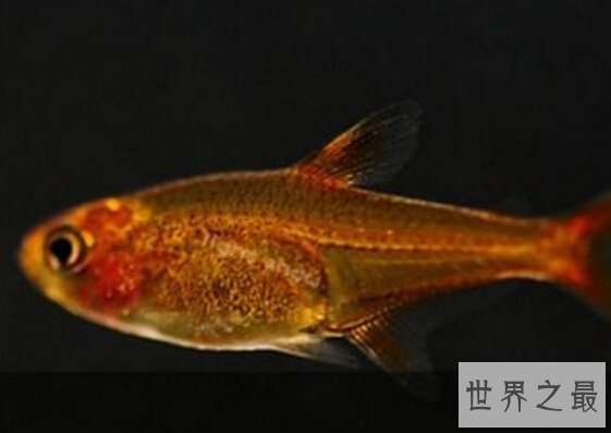 喷火鱼真的会喷火吗？盘点具有超能力的鱼类（内附喷火视频）