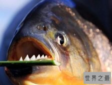 亚马逊河杀手排行榜,刺鲶力压食人鱼成霸主（食人鱼第3、电鳗第4）