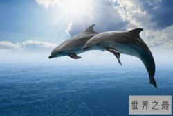 世界上最聪明的动物，海豚（大脑发达，占体重的1.7%）