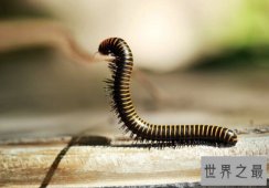 世界上足最多的动物，北美千足虫多达690只足（密集恐惧症慎入）