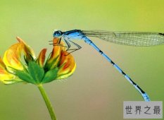 世界上眼睛最多的昆虫，蜻蜓（具有28万个眼晶体）