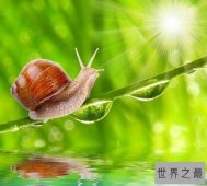 世界上牙齿最多的动物,蜗牛长有25600颗牙齿（相当于人类的800倍）