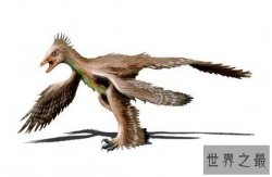 世界上翅膀最多的鸟，四只翅膀的四翼鸟（外形如同恐龙）