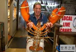 世界上最大的龙虾 95岁高龄重达25磅