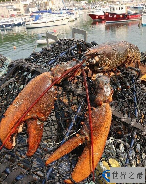 世界上最大的龙虾 95岁高龄重达25磅