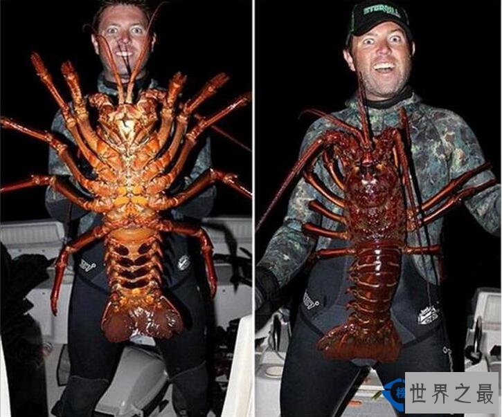 世界上最大的龙虾 95岁高龄重达25磅