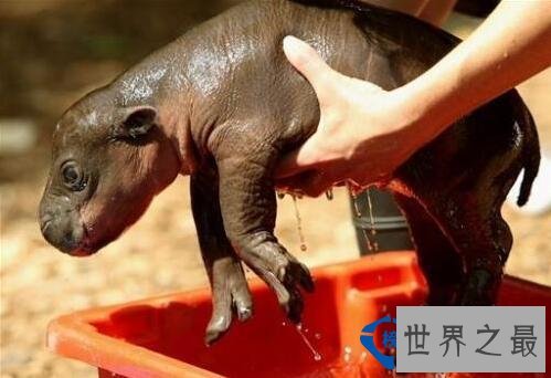 世界最小的生物 最小还没有指甲大