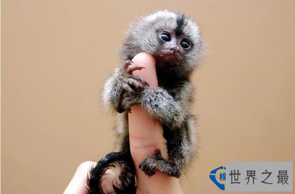 世界最小的生物 最小还没有指甲大