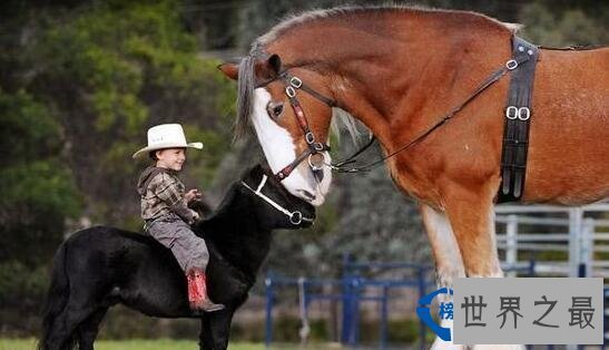世界最小的生物 最小还没有指甲大