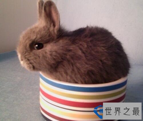 世界最小的生物 最小还没有指甲大