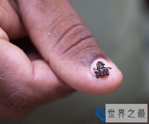 世界最小的生物 最小还没有指甲大