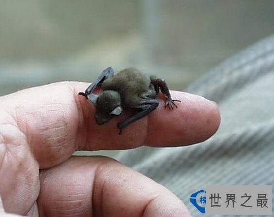 世界最小的生物 最小还没有指甲大