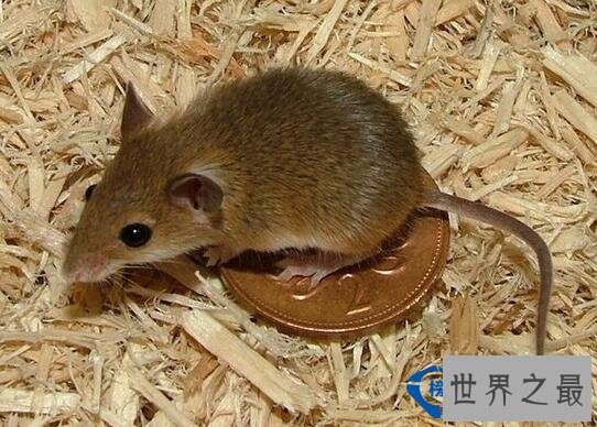 世界最小的生物 最小还没有指甲大