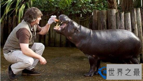 世界最小的生物 最小还没有指甲大
