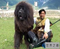 世界上最贵的藏獒 怒吼一身震天下！