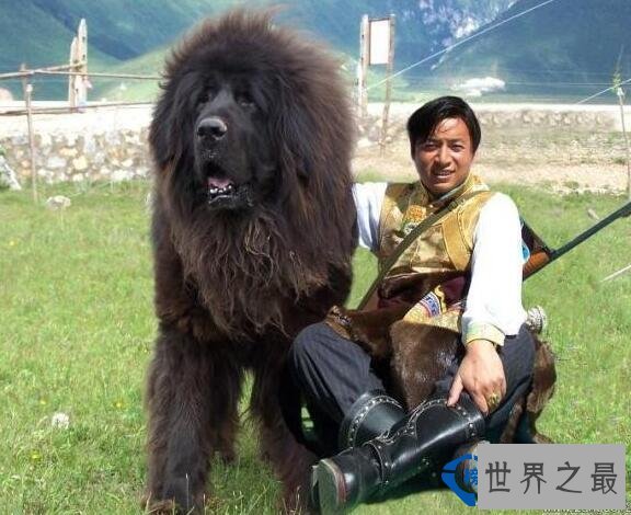 世界上最贵的藏獒 怒吼一身震天下！
