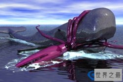 长达3米的乌贼  世界上最大的无脊椎动物