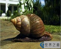 世界之最世界上最大的蜗牛——白玉蜗牛