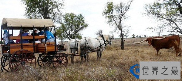 动物世界:牛角最长的牛打破世界纪录