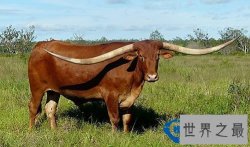 动物世界：牛角最长的牛打破世界纪录