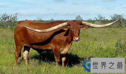 动物世界:牛角最长的牛打破世界纪录