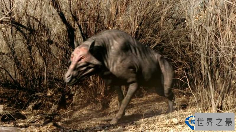 世界上十种最具特色的猪 最大的猪重达1800斤