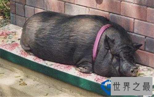 世界上十种最具特色的猪 最大的猪重达1800斤
