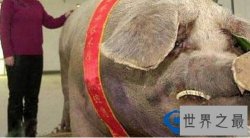 世界上十种最具特色的猪  最大的猪重达1800斤