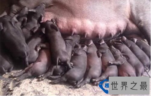 世界上十种最具特色的猪 最大的猪重达1800斤