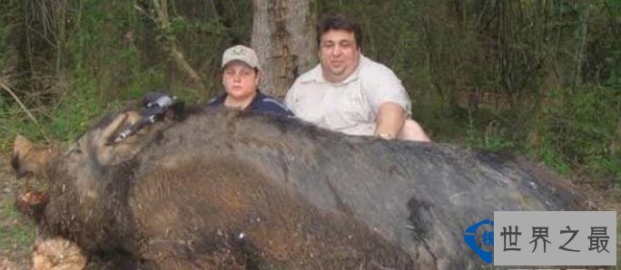 世界上十种最具特色的猪 最大的猪重达1800斤