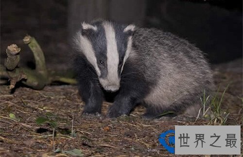 世界上十种最具特色的猪 最大的猪重达1800斤