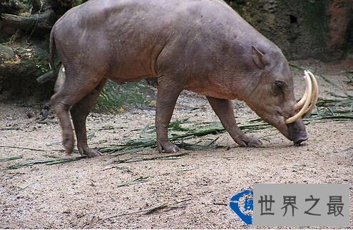 世界上十种最具特色的猪 最大的猪重达1800斤